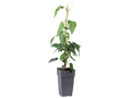 Plants de kiwi